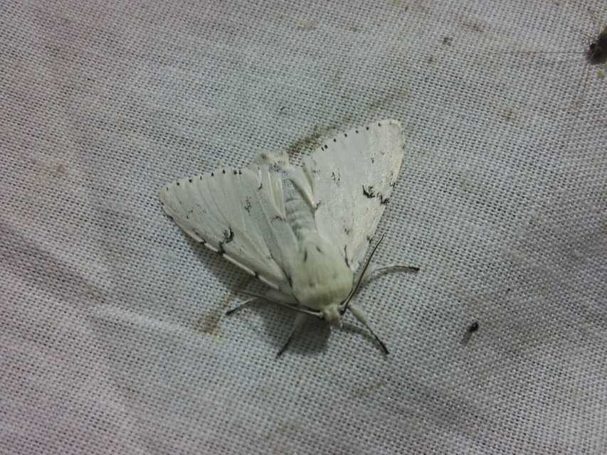 Acronicta leporina - fehér szigonyosbagoly