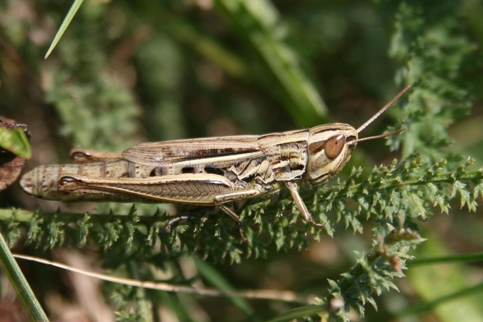 Euchorthippus declivus - rövidszárnyú rétisáska