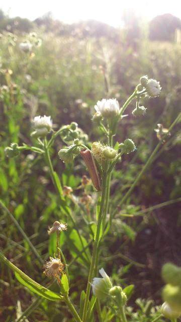 Oncocera semirubella - lucernamoly