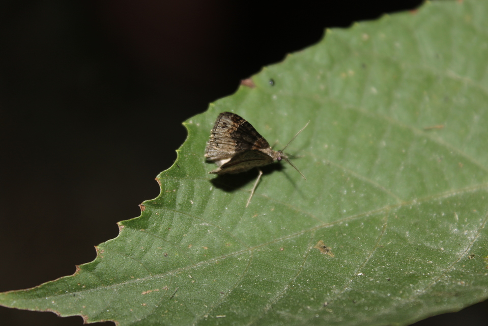 Xanthorhoe ferrugata - kerti tarkaaraszoló