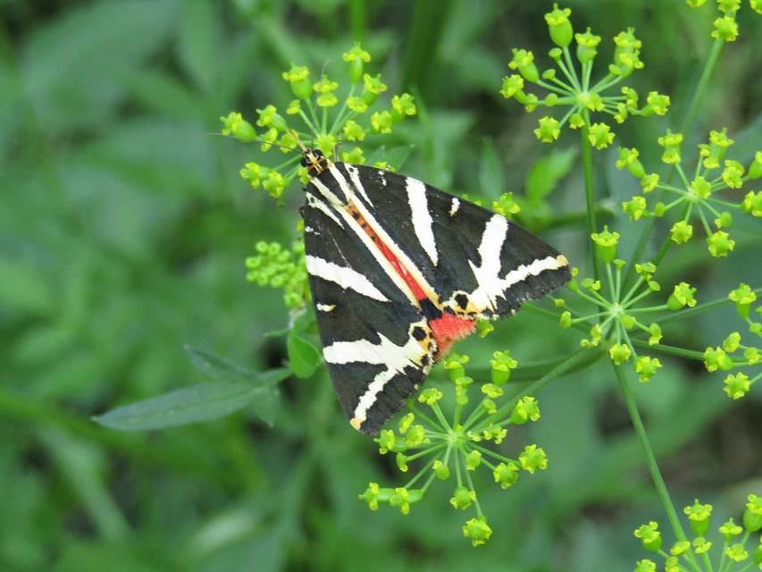 Euplagia quadripunctaria - csíkos medvelepke