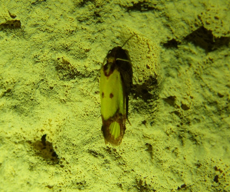 Agapeta zoegana - barnacsíkos sárgamoly