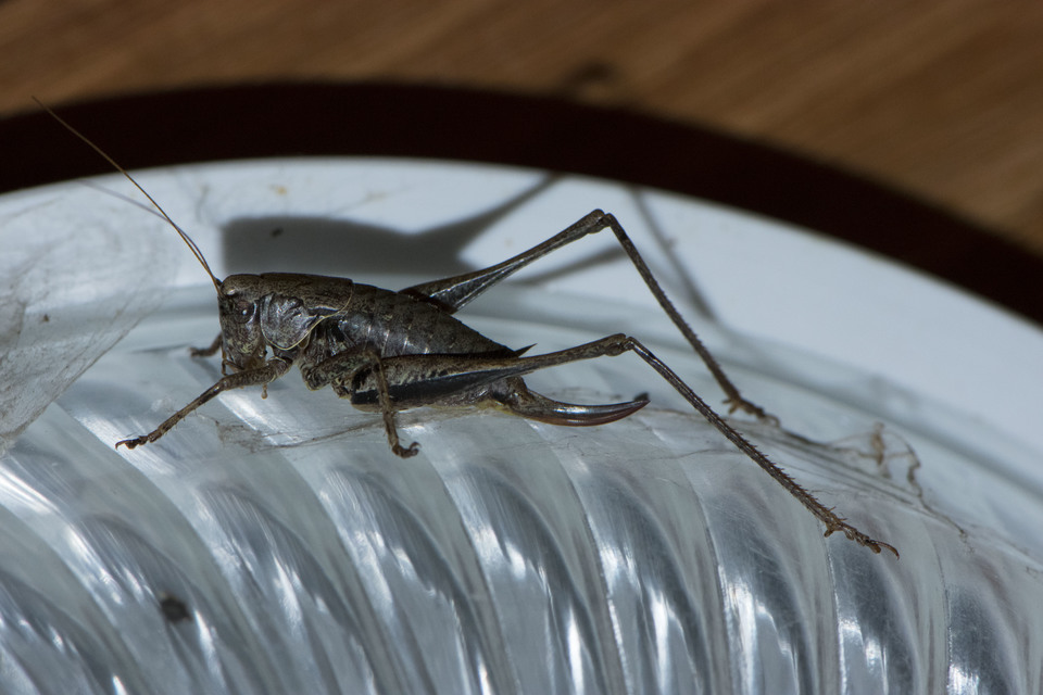 Pholidoptera griseoaptera - szürke avarszöcske