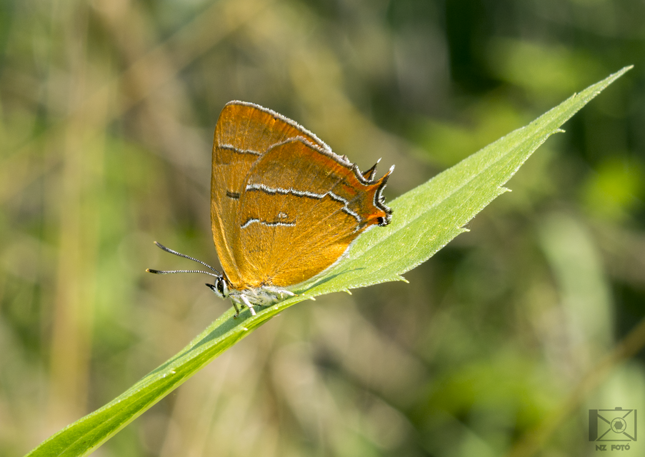 Thecla betulae - nyírfalepke