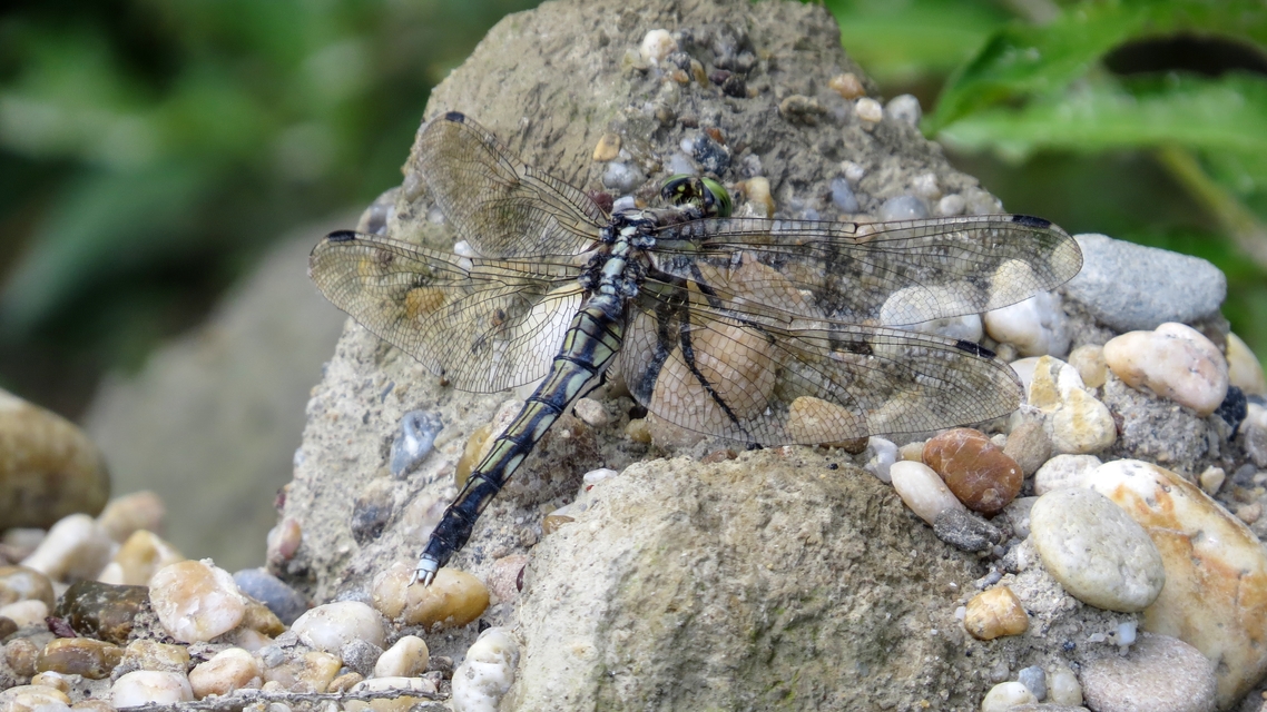 Orthetrum albistylum - fehérfarkú pásztorszitakötő