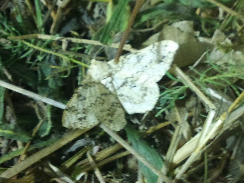 Ascotis selenaria - holdas faaraszoló