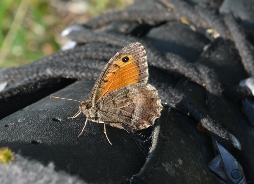 Arethusana arethusa - közönséges szemeslepke