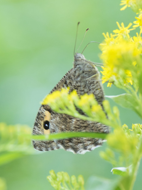 Arethusana arethusa - közönséges szemeslepke