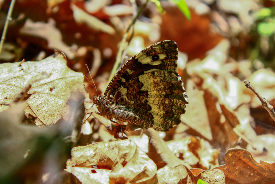 Brintesia circe - fehéröves szemeslepke