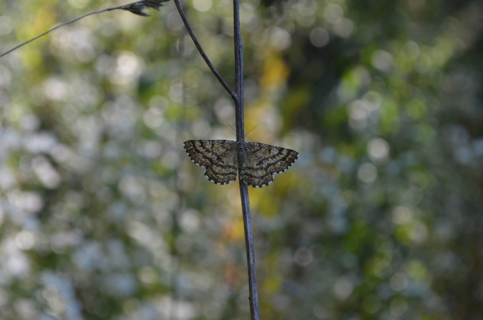 Ematurga atomaria - barna rétiaraszoló