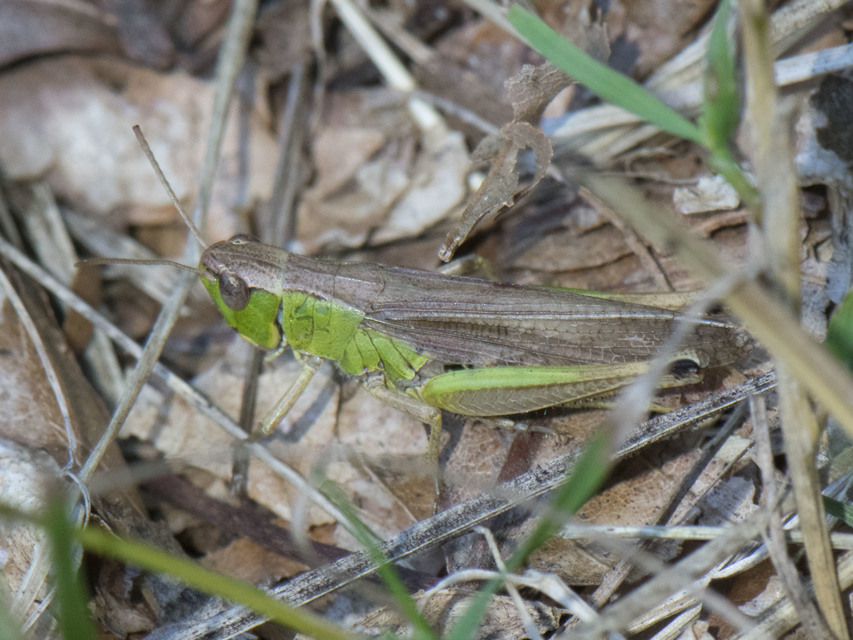 Pseudochorthippus parallelus - közönséges rétisáska