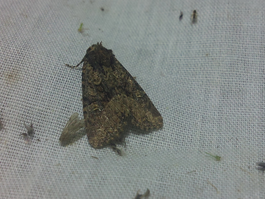Mesapamea secalella/secalis