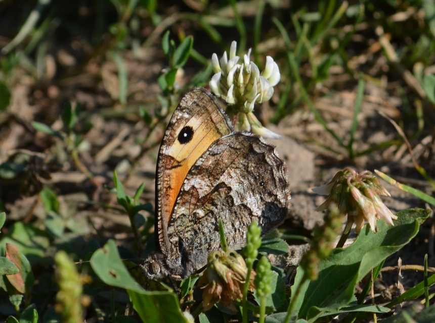 Hipparchia semele - barna szemeslepke