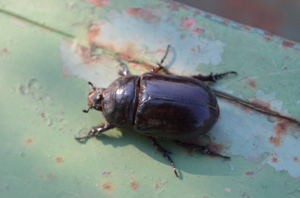 Oryctes nasicornis - orrszarvú bogár