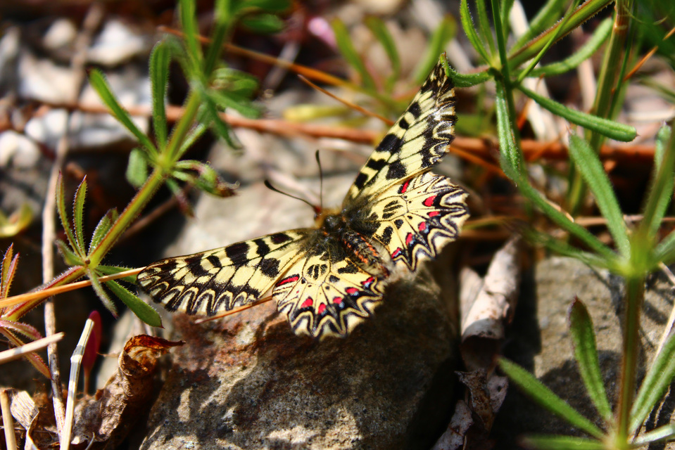 Zerynthia polyxena - farkasalmalepke