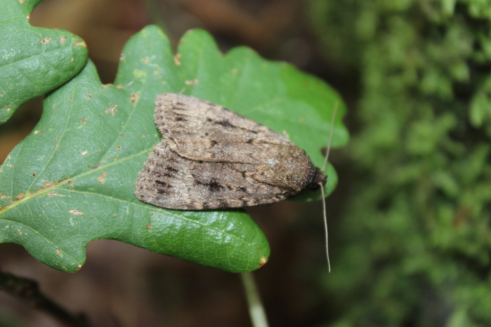 Amphipyra berbera/pyramidea