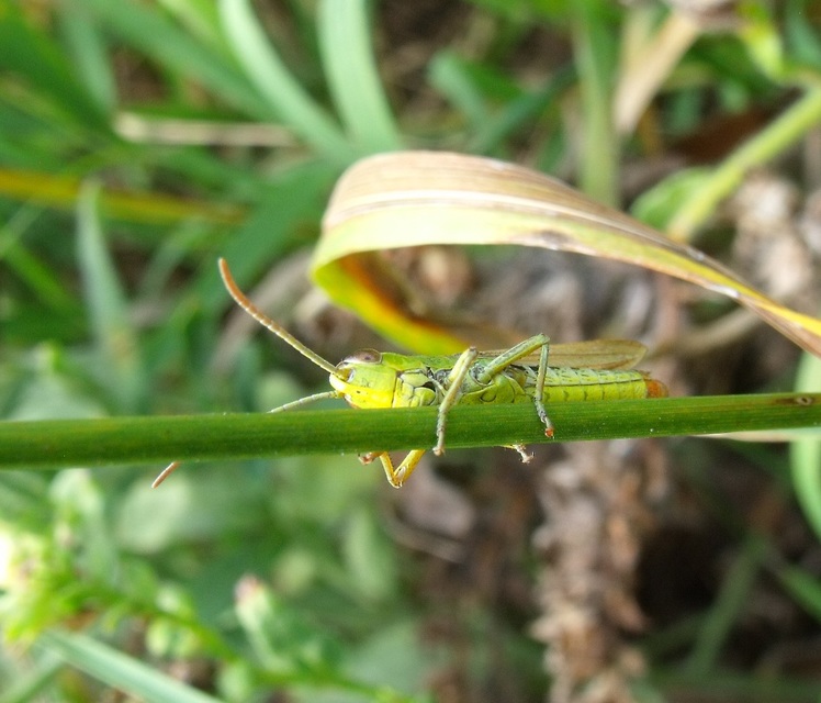 Pseudochorthippus parallelus - közönséges rétisáska