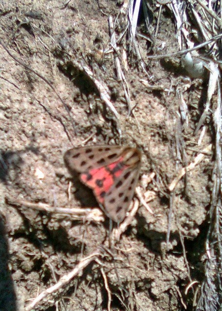 Chelis maculosa - foltos medvelepke
