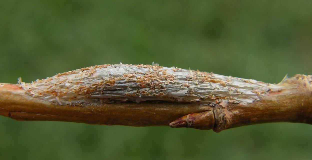 Colobochyla salicalis - háromsávos törpebagoly