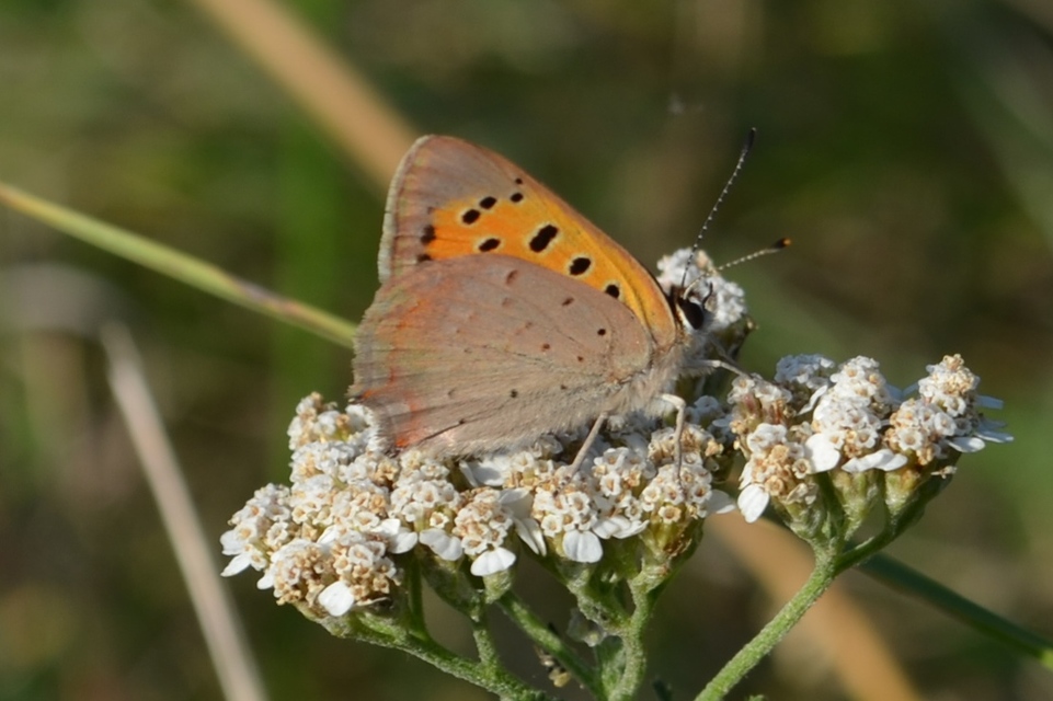 Lycaena phlaeas - közönséges tűzlepke