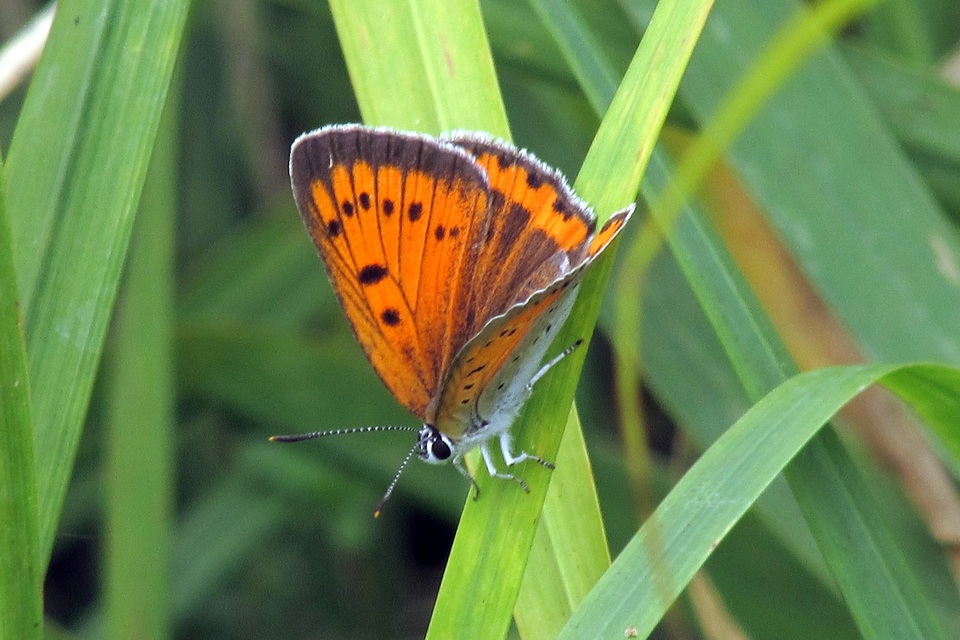 Lycaena dispar rutilus - nagy tűzlepke