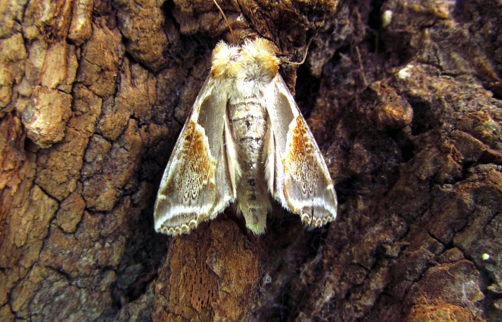 Habrosyne pyritoides - fehérsávos pihésszövő