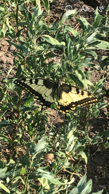 Papilio machaon - fecskefarkú lepke