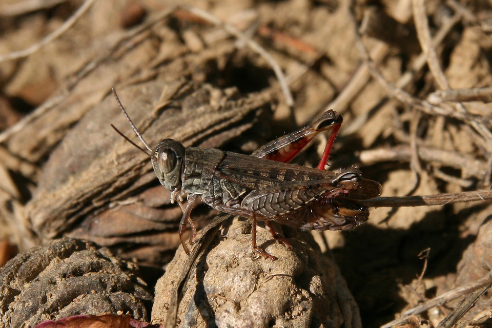 Calliptamus italicus - olaszsáska