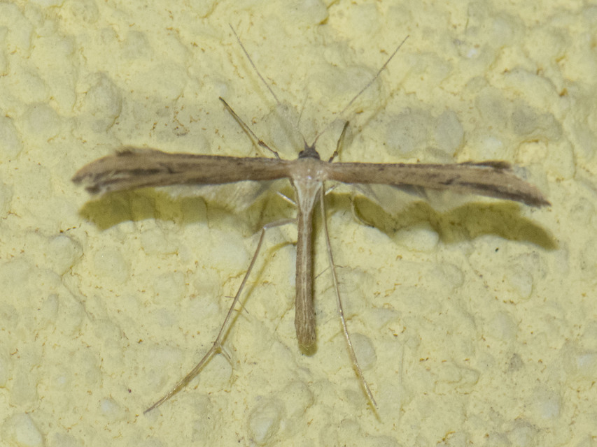 Pterophoridae - tollasmolyfélék
