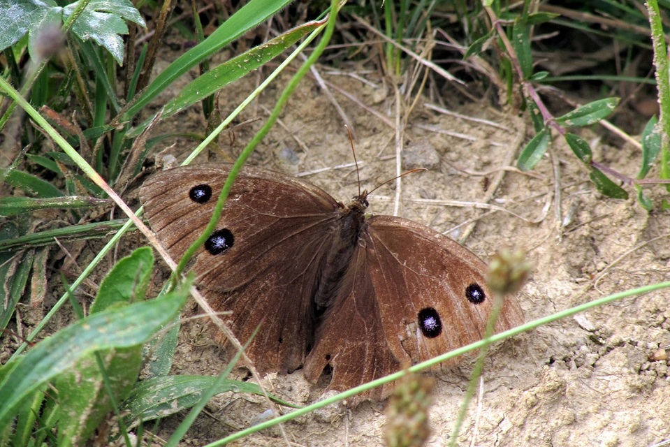 Minois dryas - fekete szemeslepke