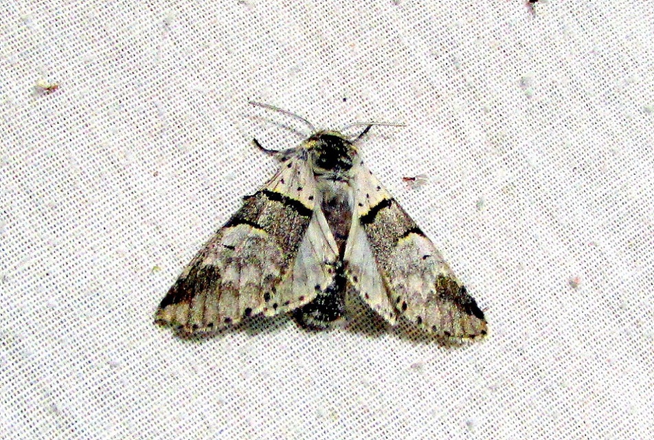 Furcula bifida - kis púposszövő