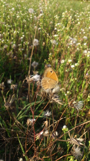 Coenonympha pamphilus - kis szénalepke