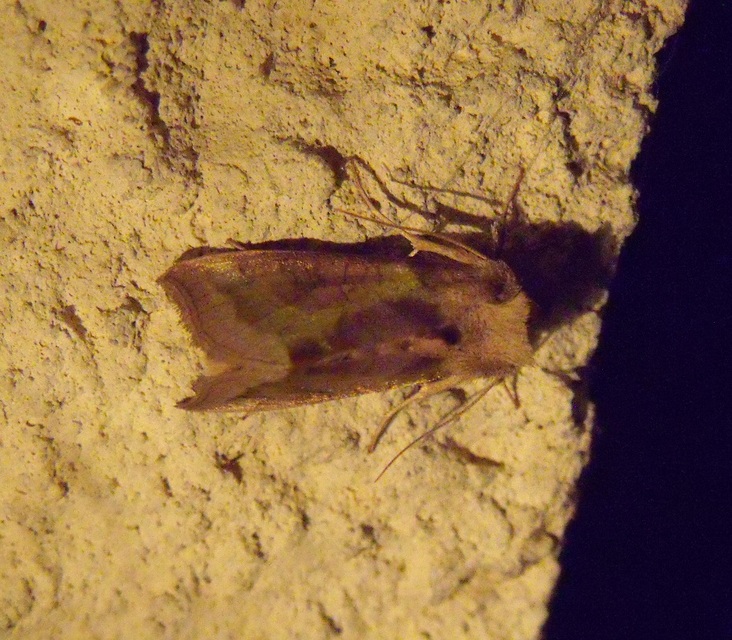 Diachrysia stenochrysis - rejtőző aranybagoly