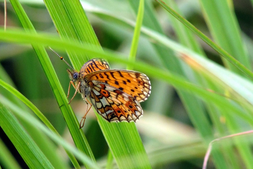 Boloria selene - fakó gyöngyházlepke