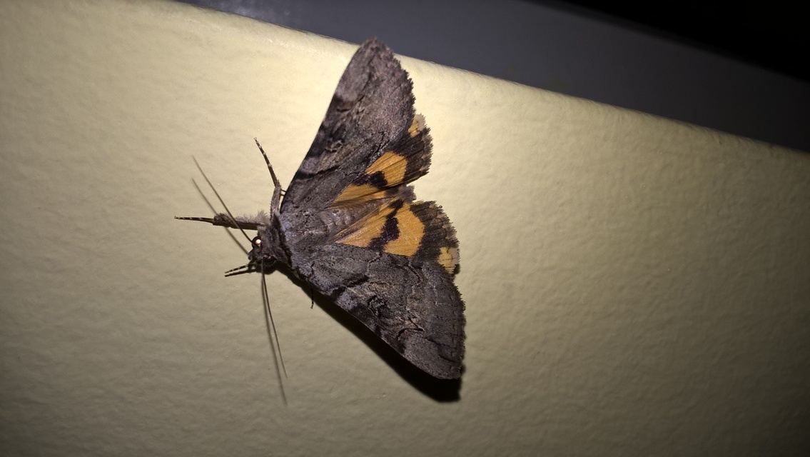 Catocala hymenaea - kökény-övesbagoly