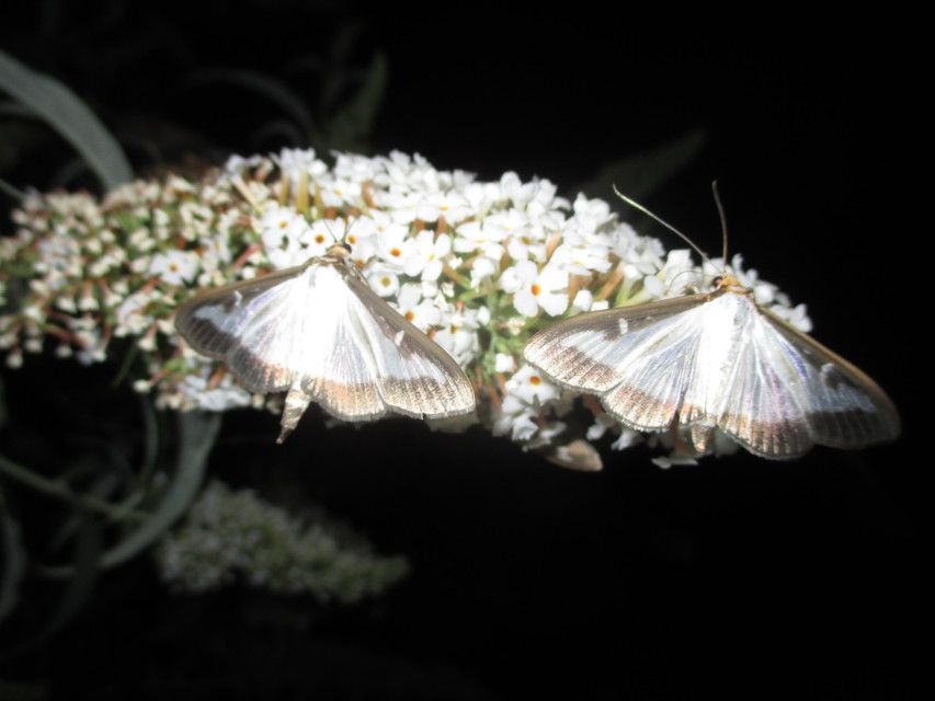 Cydalima perspectalis - puszpáng-tűzmoly