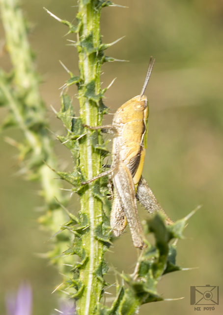 Chorthippus (Glyptobothrus) (subgenus)