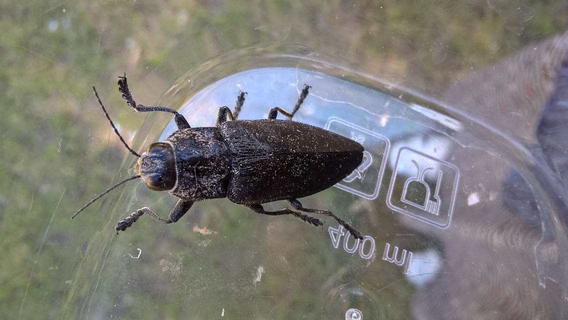 Chalcophora detrita