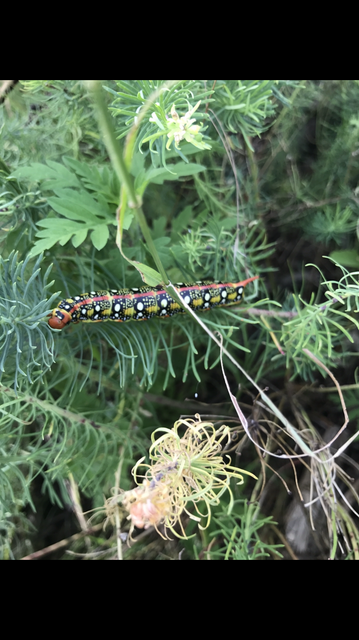 Hyles euphorbiae - kutyatejszender