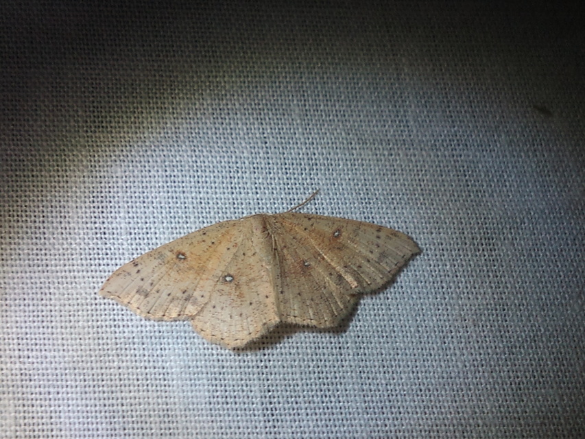 Cyclophora porata - körös pettyesaraszoló