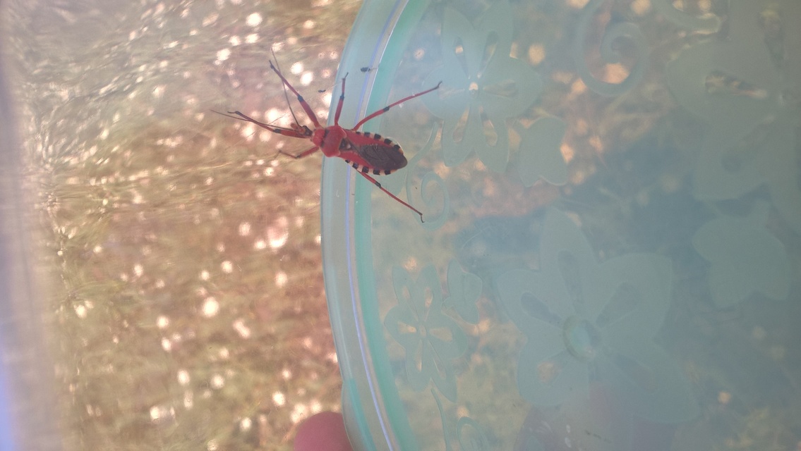 Rhynocoris iracundus - közönséges gyilkospoloska