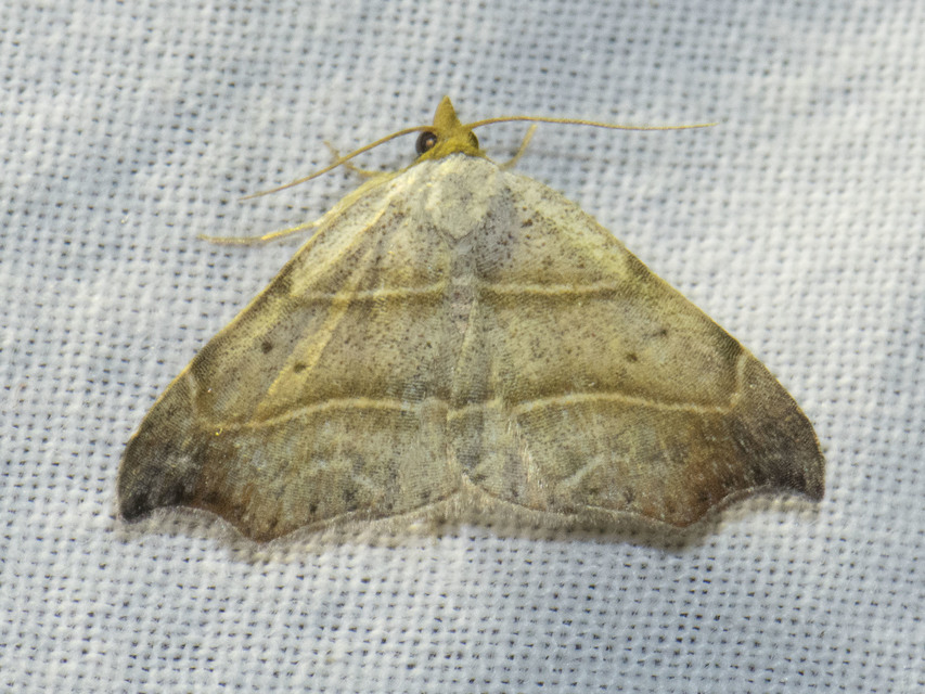 Laspeyria flexula - zuzmóbagoly