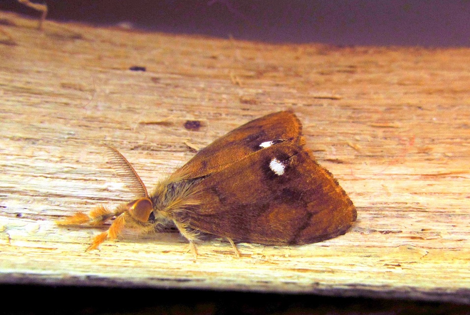 Orgyia antiqua - rozsdabarna kisszövő