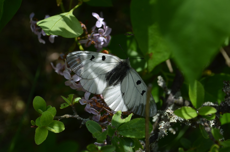 Parnassius mnemosyne - kis apollólepke