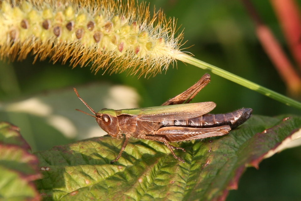 Chorthippus dorsatus - hátas rétisáska