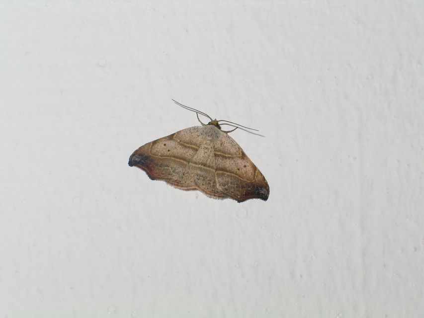 Laspeyria flexula - zuzmóbagoly