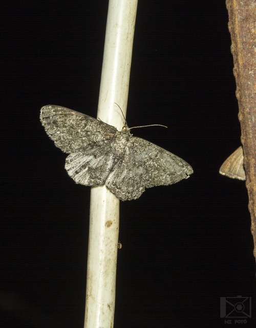 Hypomecis roboraria - nagy tölgyfaaraszoló