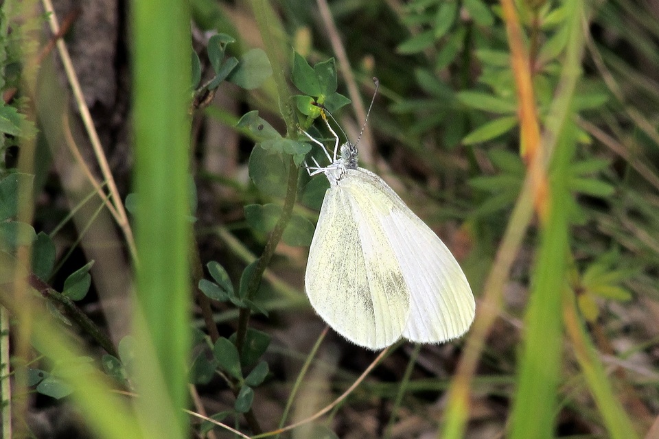 Leptidea sinapis - mustárlepke