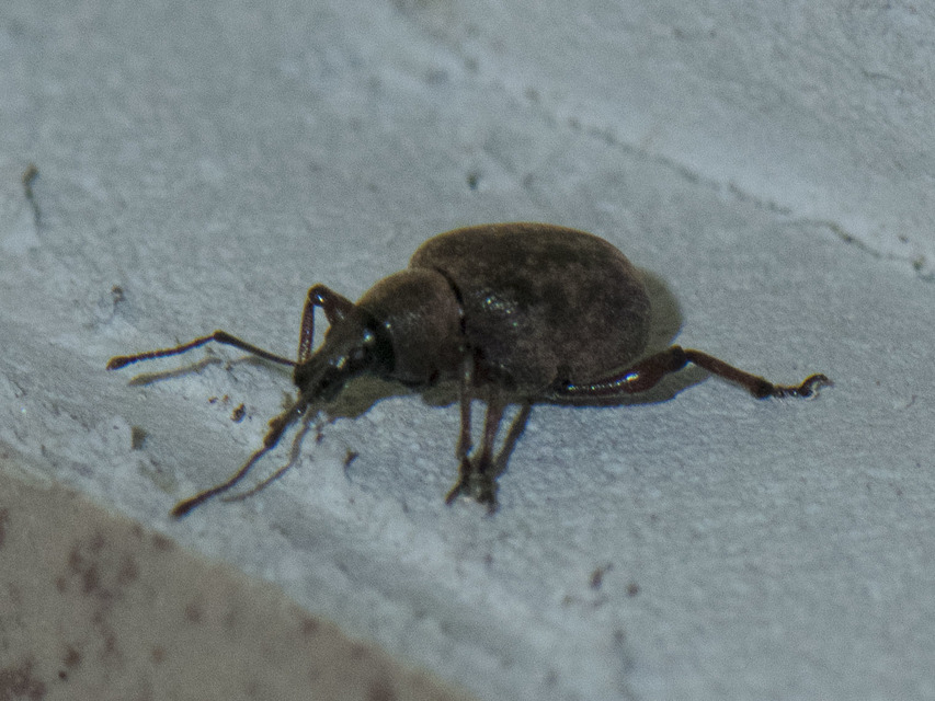 Otiorhynchus armadillo - katonás gyalogormányos