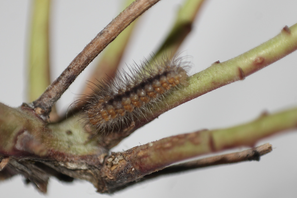 Acronicta euphorbiae - kutyatej-szigonyosbagoly